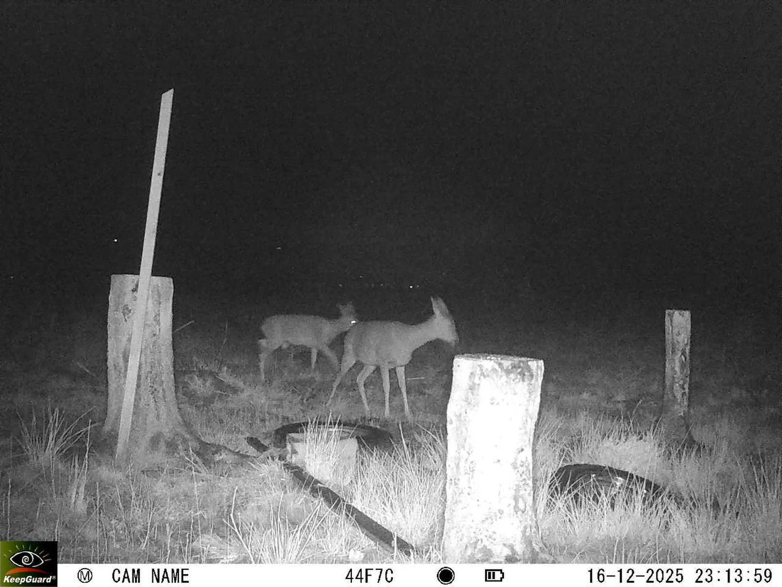 Bild: 1765919724264981711_12160195.webp