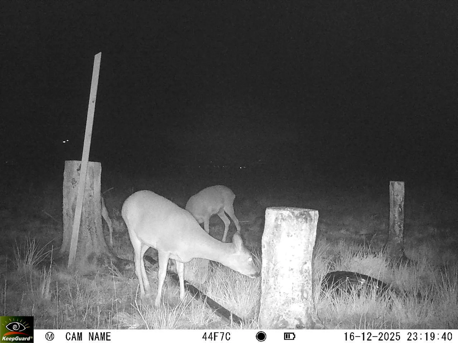 Bild: 1765920064147547795_12160196.webp