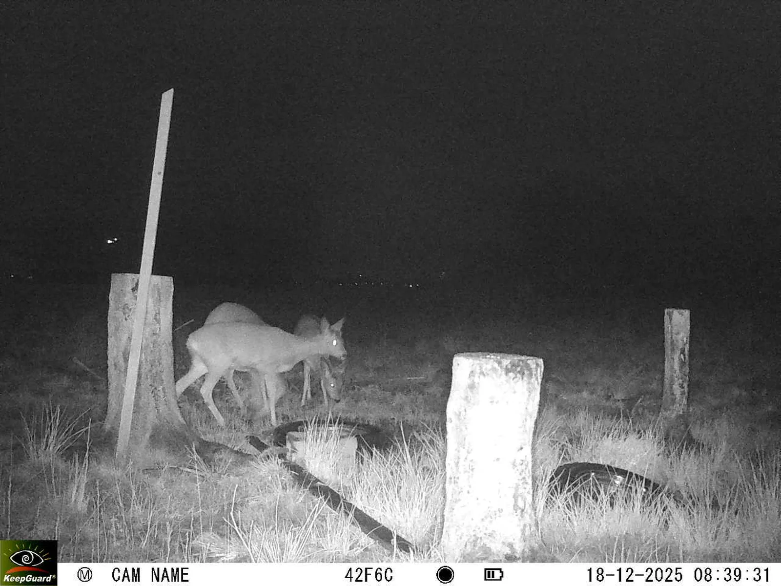 Bild: 1766040059213470885_12180199.webp