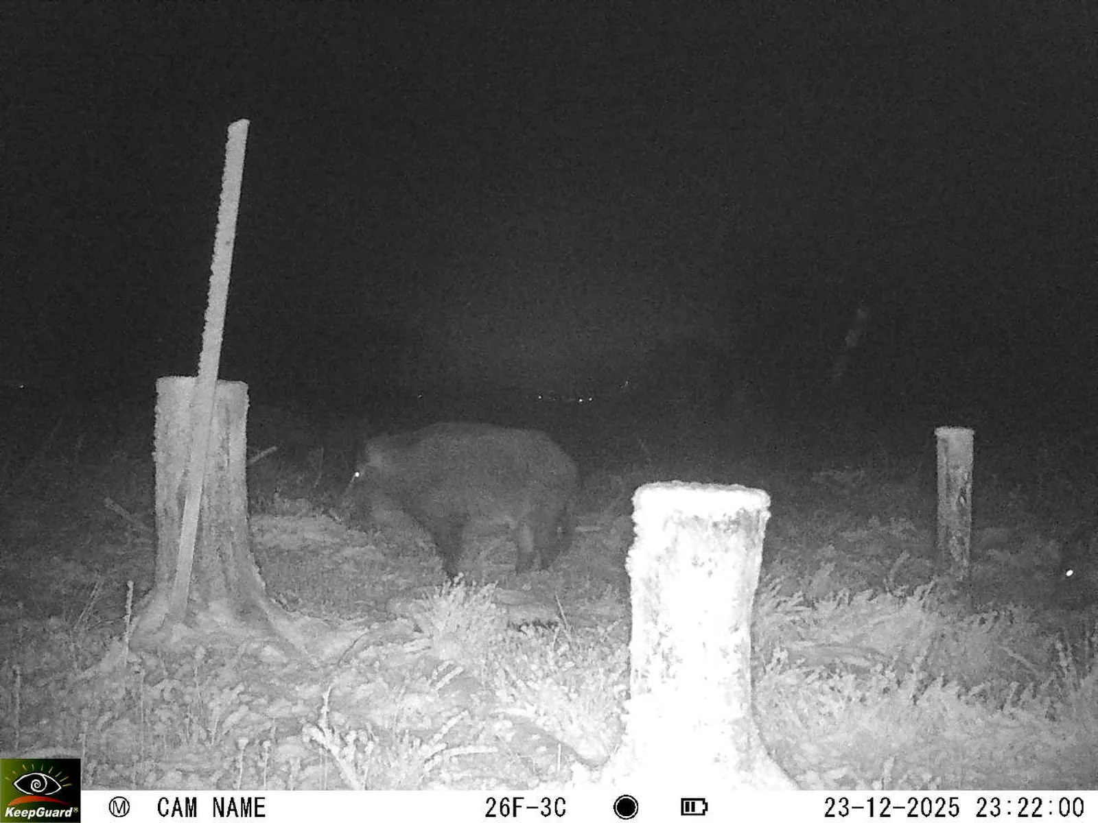 Bild: 1766525013603288446_12230223.webp