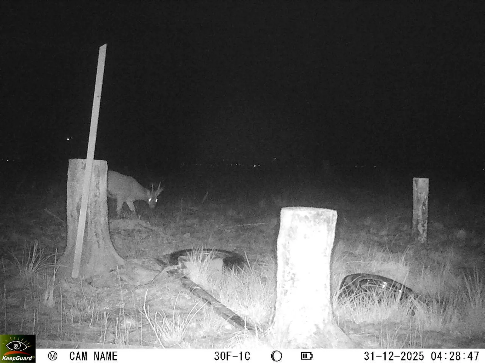 Bild: 1767148232491662373_12310241.webp