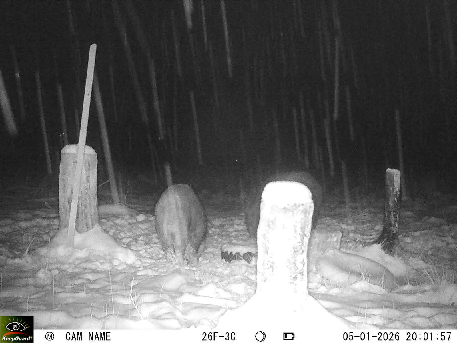 Bild: 1767636232775274686_01050303.webp