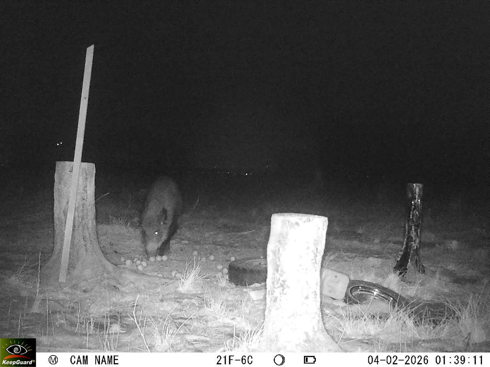 Bild: 1770162122885399216_02040450.webp