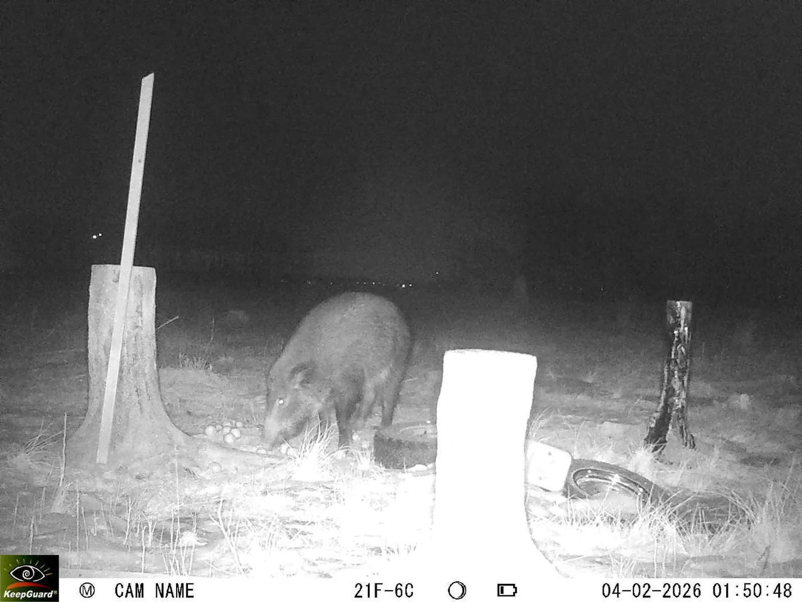 Bild: 1770162819525762460_02040452.webp