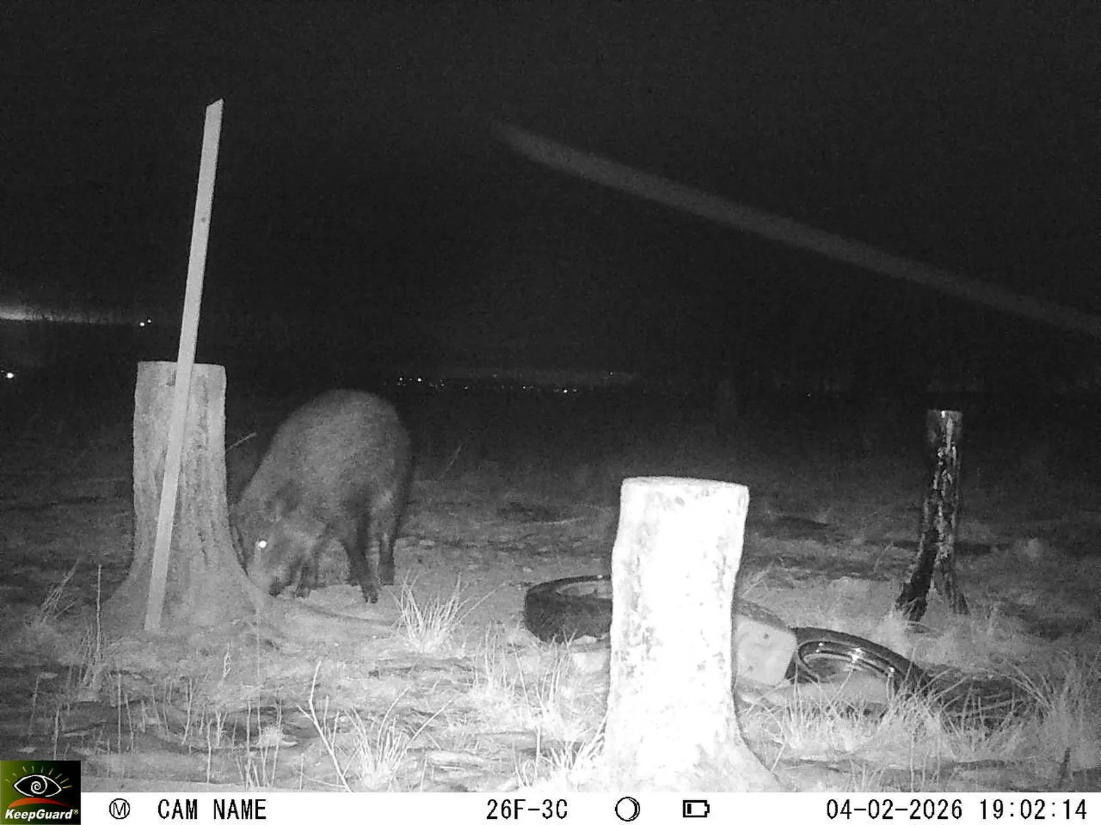 Bild: 1770224713701453317_02040474.webp