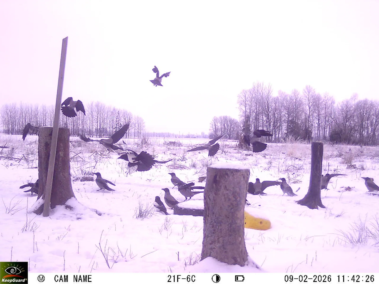 Bild: 1770630335534633538_02090512.webp