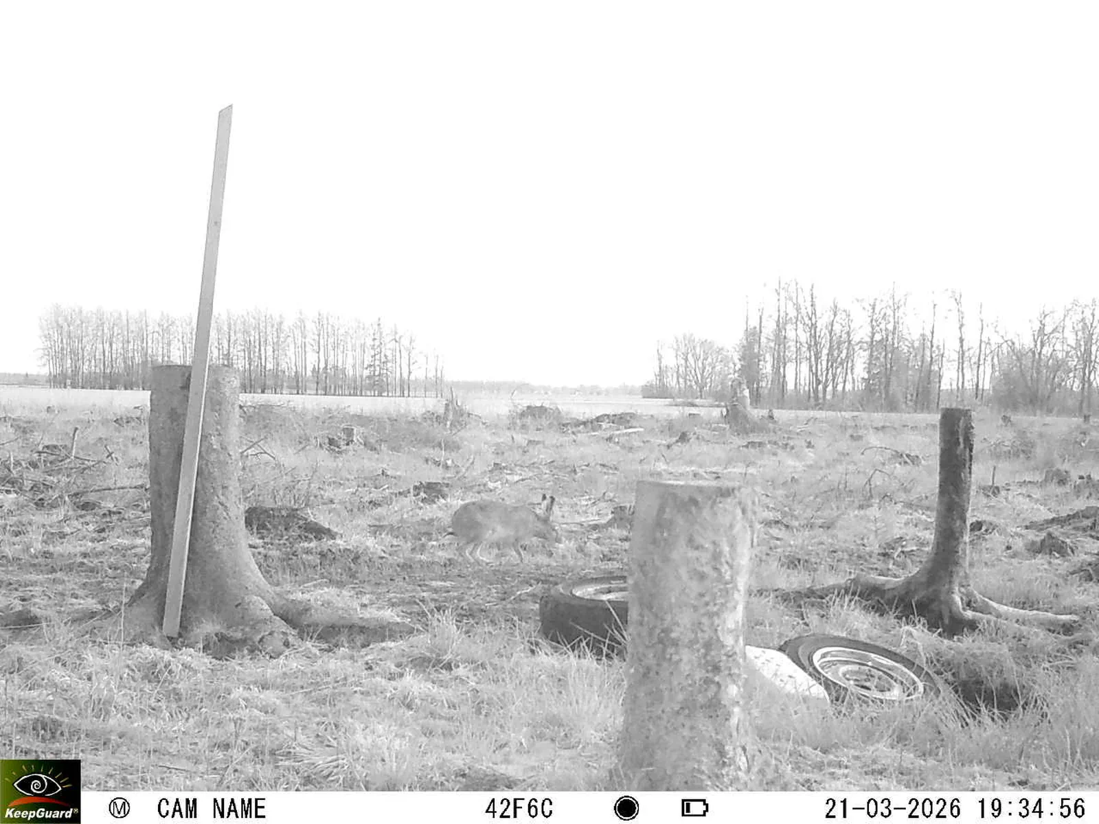 Bild: 1774114742785389793_03210632.webp