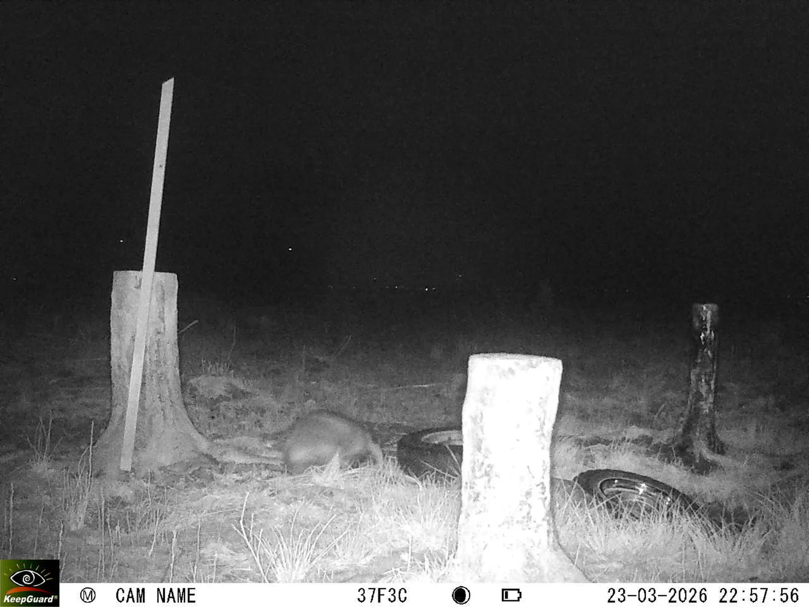 Bild: 1774299723431825905_03230638.webp